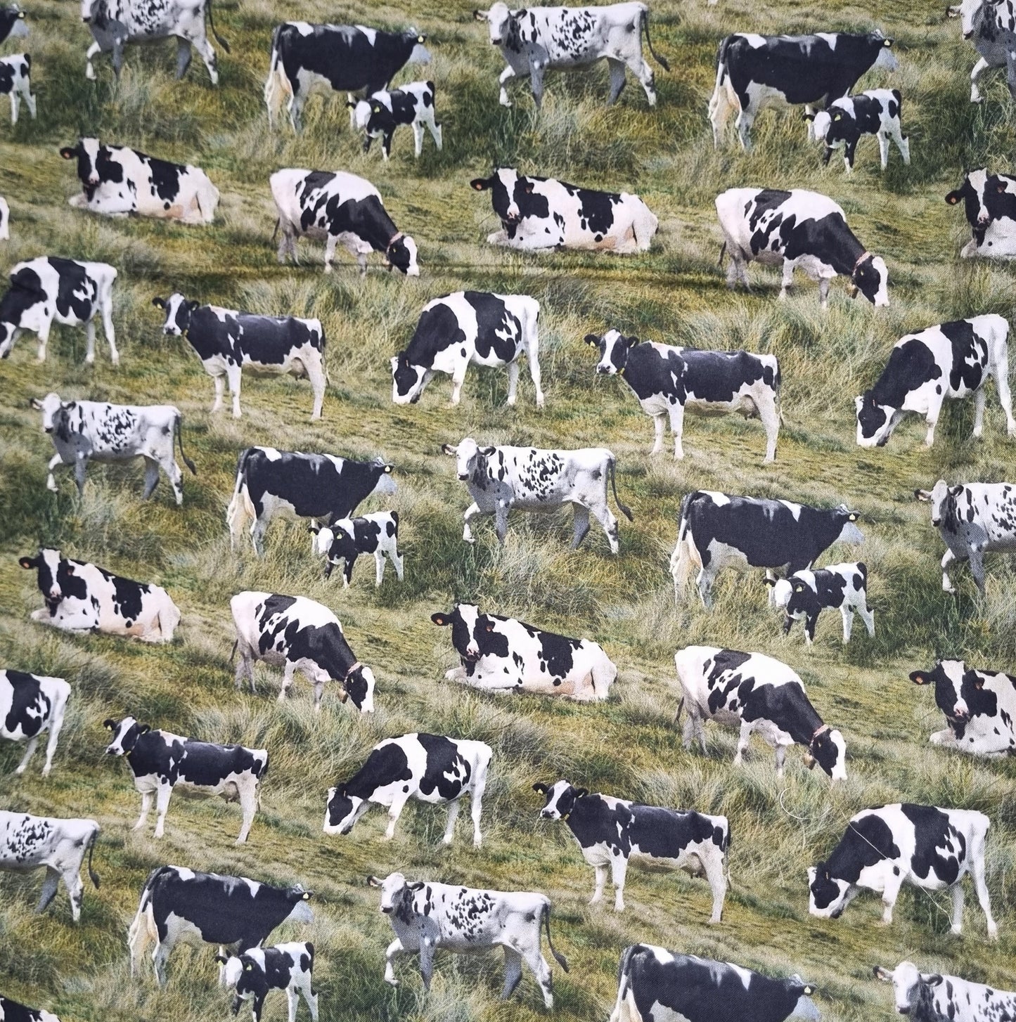 Cow Holstein Fabric