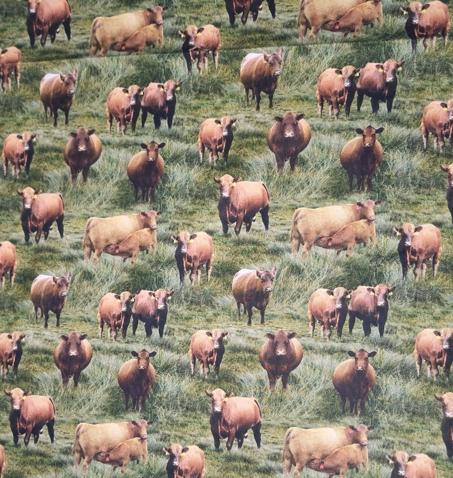 Cow Red Angus Fabric