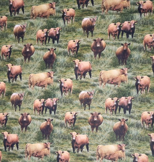 Cow Red Angus Fabric