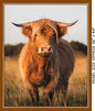 Highland Cow Fabric Panel